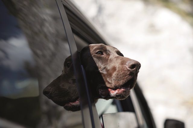 ¿SABÍAS QUE SUBARU ES UNA DE LAS MARCAS PETLOVER POR EXCELENCIA? ¡TE LO CONTAMOS! ¿SABÍAS QUE SUBARU ES UNA DE LAS MARCAS PETLOVER POR EXCELENCIA? ¡TE LO CONTAMOS!