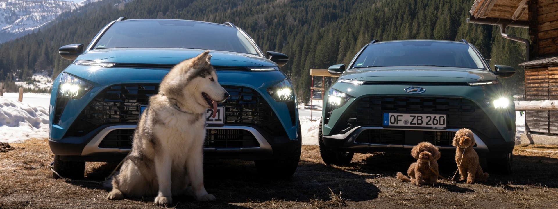 El Hyundai BAYON es el compañero perfecto para los viajes con perros El Hyundai BAYON es el compañero perfecto para los viajes con perros