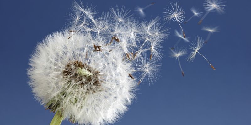 Si tienes alergia, conduce con las ventanillas cerradas Si tienes alergia, conduce con las ventanillas cerradas