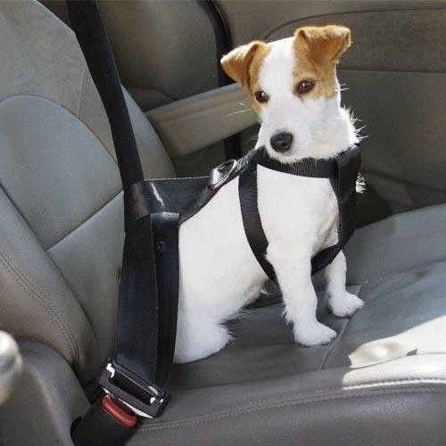 Normas para viajar con perros y mascotas Normas para viajar con perros y mascotas