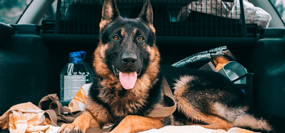 Cómo disfrutar del viaje en coche con tu mascota estas vacaciones Cómo disfrutar del viaje en coche con tu mascota estas vacaciones