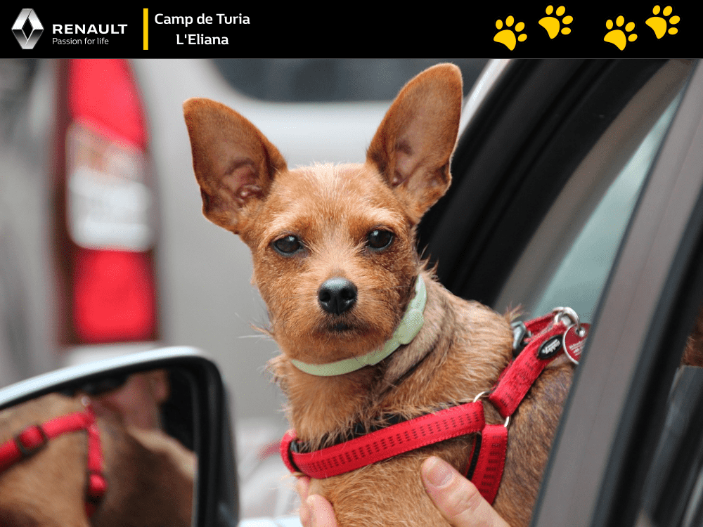 Viajar en coche con mascotas Viajar en coche con mascotas