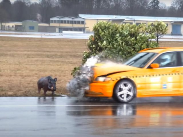 Cuidado con los animales sueltos: te destrozarán el coche… y la culpa será tuya Cuidado con los animales sueltos: te destrozarán el coche… y la culpa será tuya