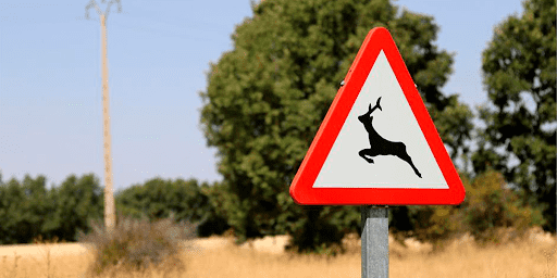Animales en la carretera: cómo evitar 200 euros de multa y qué tipo de seguro te conviene más contratar Animales en la carretera: cómo evitar 200 euros de multa y qué tipo de seguro te conviene más contratar